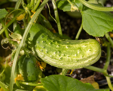 Homemade Pickles Cucumber Seeds